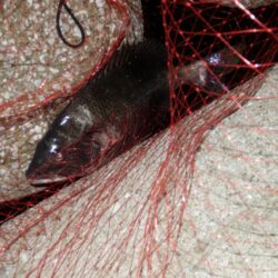 ヌメット‼黒鯛‼淀川左岸　【20260319】